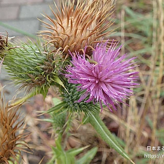 アメリカオニアザミ（花）の写真
