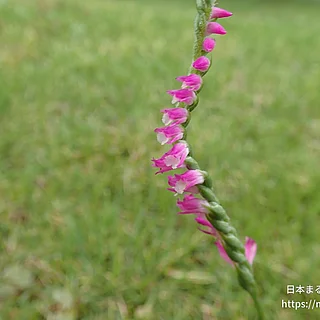 ネジバナ（花）の写真