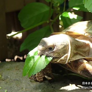 ヨツユビリクガメの写真