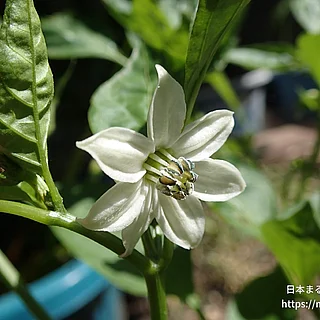 ピーマン（花）の写真