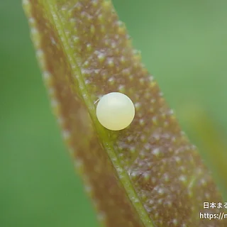 アゲハチョウ属の写真