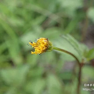 コセンダングサ（花）の写真