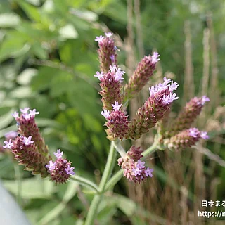 ダキバアレチハナガサ（花）の写真