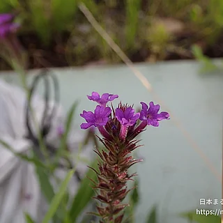 シュッコンバーベナ（花）の写真