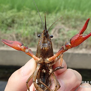 アメリカザリガニの写真
