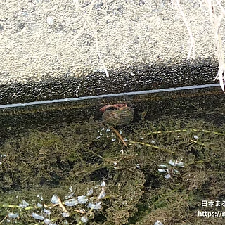 スクミリンゴガイ（成体）の写真