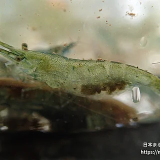 ミナミヌマエビ（成体）の写真