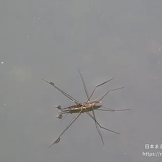 ナミアメンボ（成体）の写真
