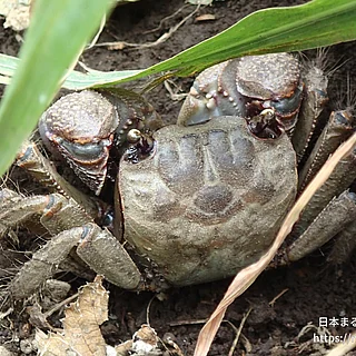 クロベンケイガニ（成体）の写真