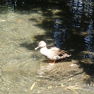 カルガモの写真