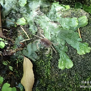 サワガニの写真