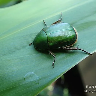 アオドウガネ（成体）の写真