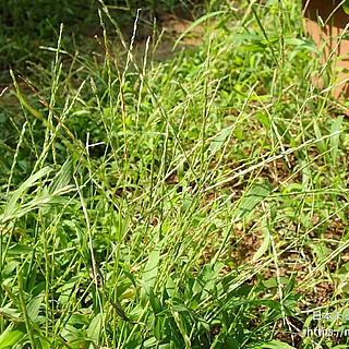 コメヒシバ（実・種子）の写真