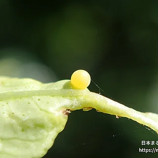 ナミアゲハの写真