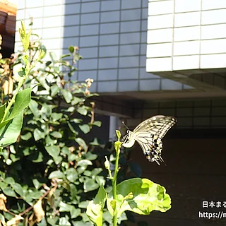 ナミアゲハの写真