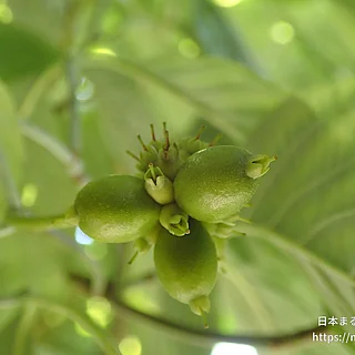 ハナミズキ（実・種子）の写真
