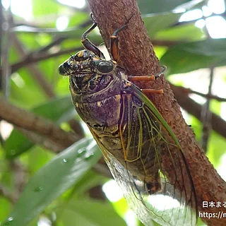 クマゼミ（成体）の写真