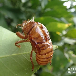 アブラゼミの写真