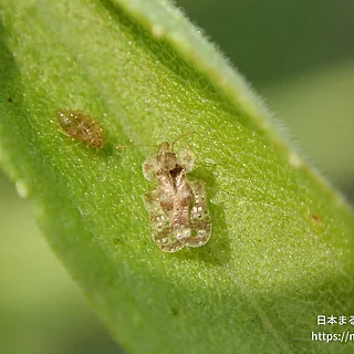 アワダチソウグンバイ（成体）の写真