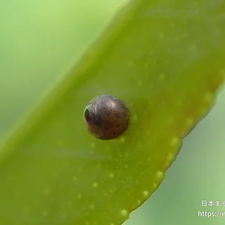 ナミアゲハの写真