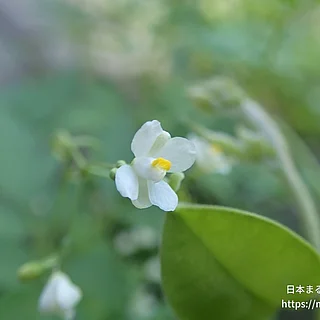 フウセンカズラの写真