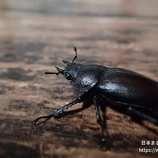 ノコギリクワガタ（成体）の写真