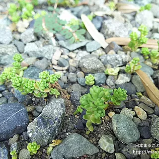 マンネングサ属の写真