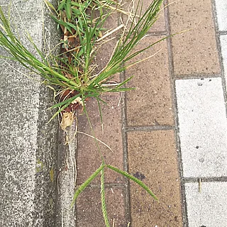 オヒシバの写真