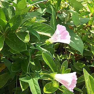 コヒルガオ（花）の写真