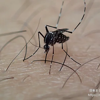 ヒトスジシマカの写真