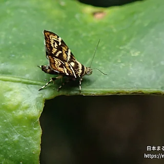 イヌビワハマキモドキの写真