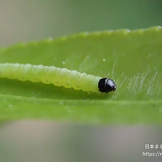 ハマキガ科（幼体）の写真