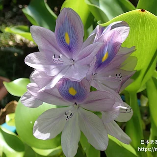 ホテイアオイ（花）の写真