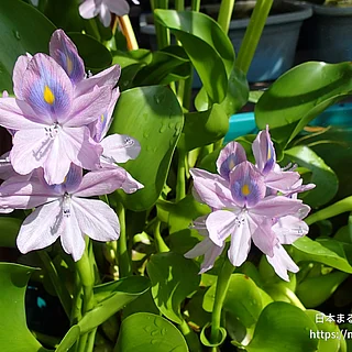 ホテイアオイ（花）の写真