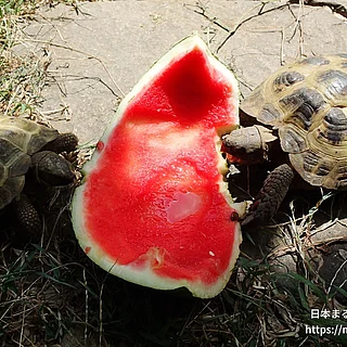 ヨツユビリクガメの写真