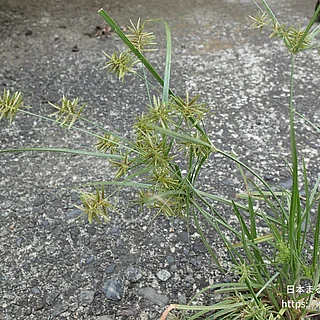 コチャガヤツリ（花）の写真
