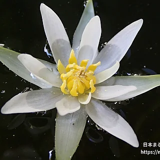 ヒツジグサ（花）の写真