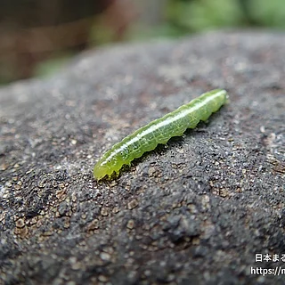 ワタヘリクロノメイガの写真