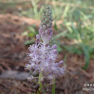 ツルボ（花）の写真