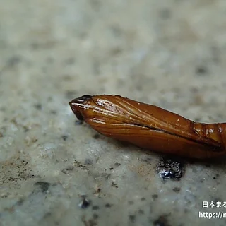 ワタヘリクロノメイガの写真
