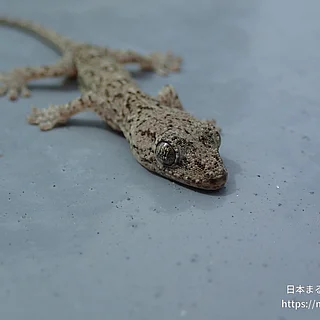 ニホンヤモリの写真