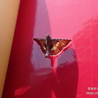 Endotricha属の写真