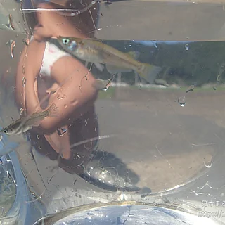 ミナミメダカの写真