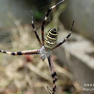 ナガコガネグモの写真