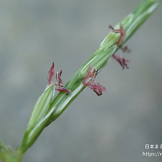 コメヒシバ（花）の写真