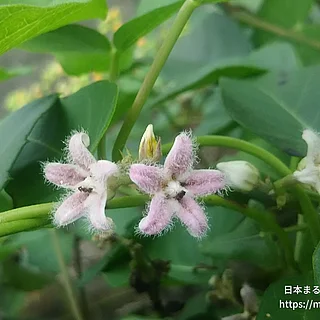 ガガイモの写真