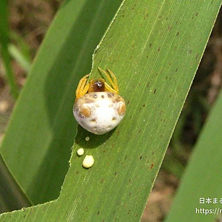 トリノフンダマシの写真