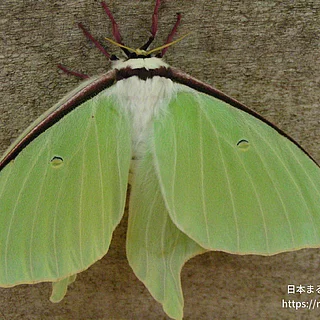 オナガミズアオの写真