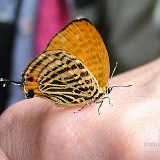 ウラナミアカシジミの写真