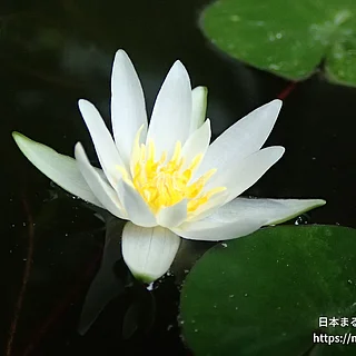 ヒツジグサ（花）の写真